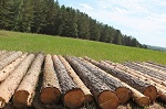 Предоставление займа на реализацию инвестиционных проектов в сфере лесной промышленности