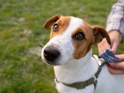 Право на собаку-повадыря
