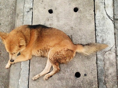 6 апреля 2026 года будет проведен отлов животных без владельцев на территории поселка Родники Белореченского района