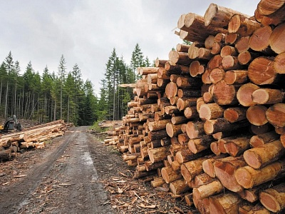 Предоставление займа на реализацию инвестиционных проектов в сфере лесной промышленности