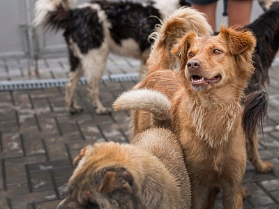 Администрация муниципального образования Белореченский район информирует население района о том, что 8 марта 2024 года будет проведен отлов животных без владельцев на территории поселка Южный Белореченского района