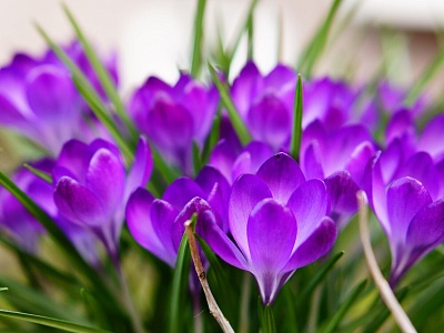 О проведении мероприятия «Первоцветы»