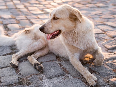 Вниманию жителей Белореченского района!