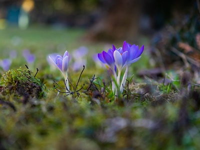 Внимание! Первоцветы!