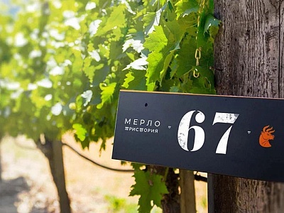 Винодельня в Новороссийске ускорит производство тихих вин