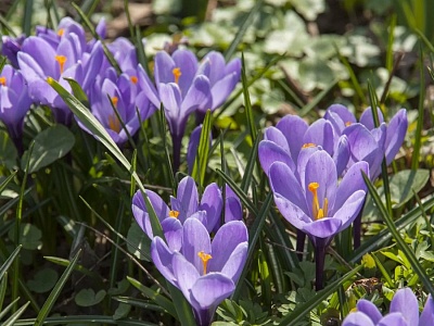 Внимание, первоцветы!