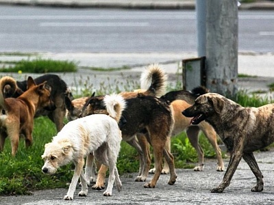 Куда обратиться о бродячих собаках?