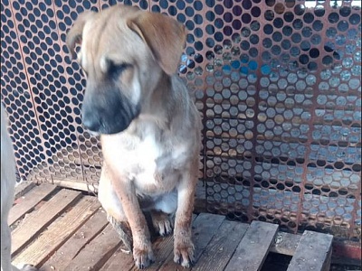 Внимание, отлов животных! 