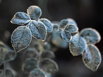 Штормовое предупреждение. Заморозки